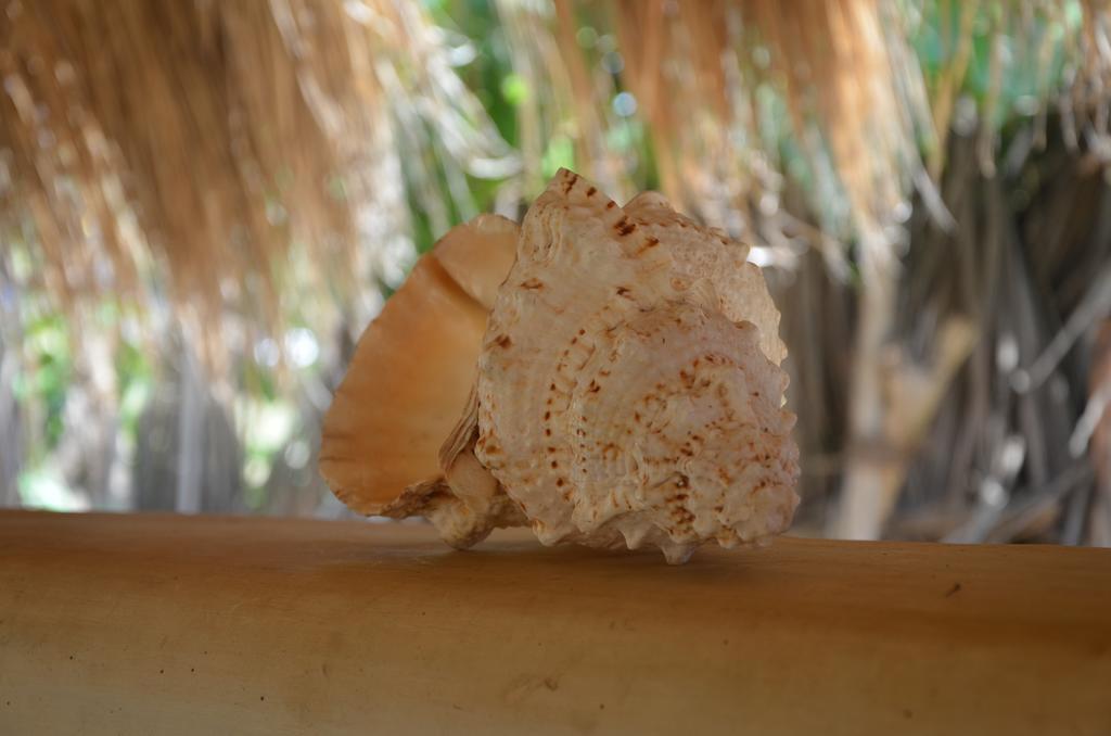 Dolphin Beach Resort Kalpitiya Exterior foto